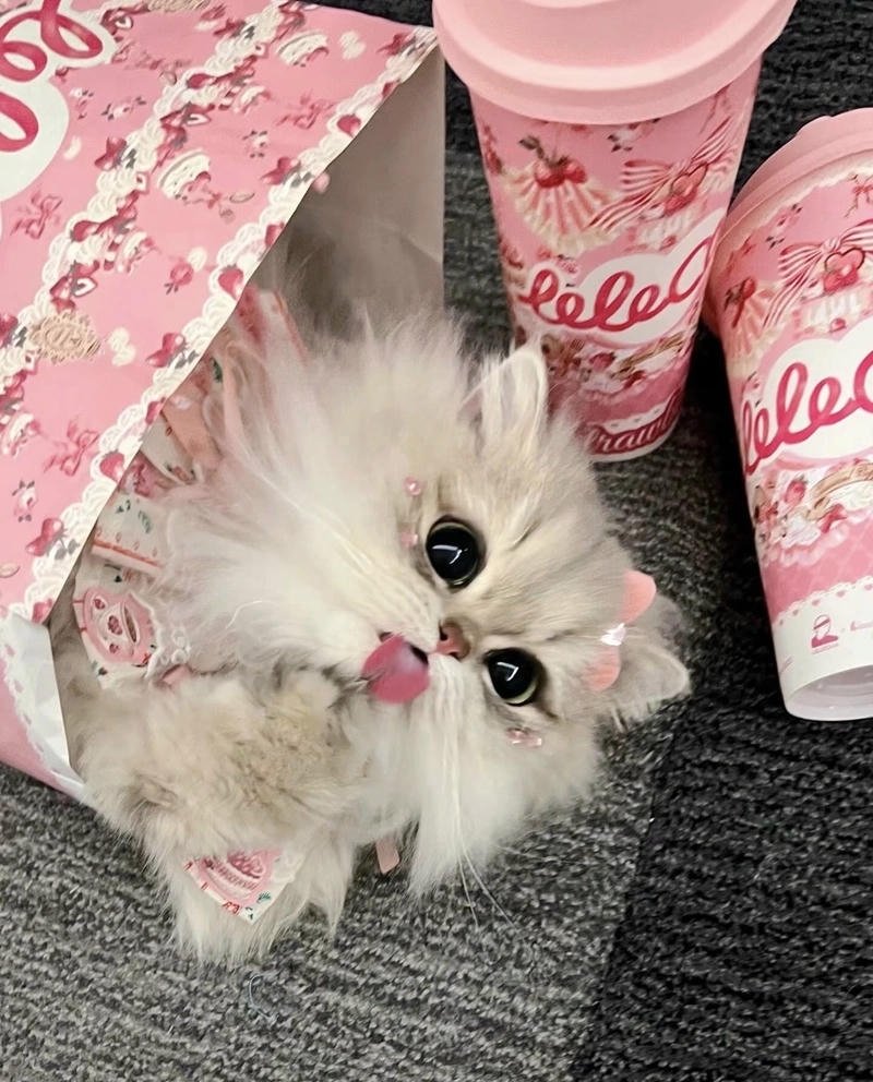 pookie cat dp for whatsapp