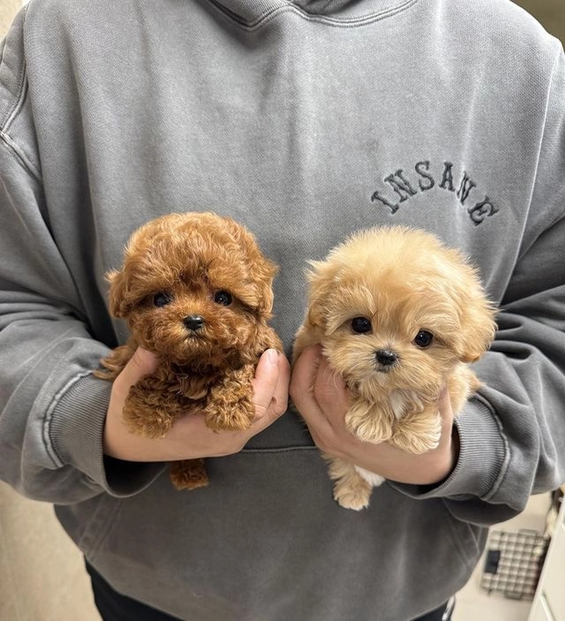 puppies images for dp