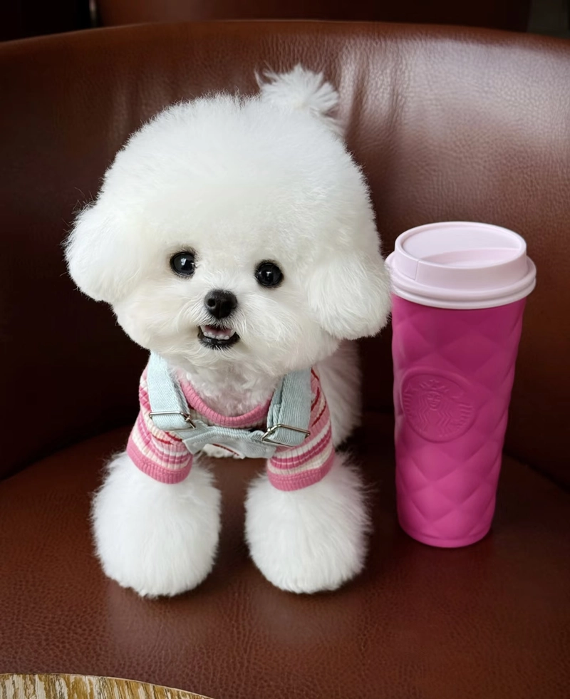 puppy dog images