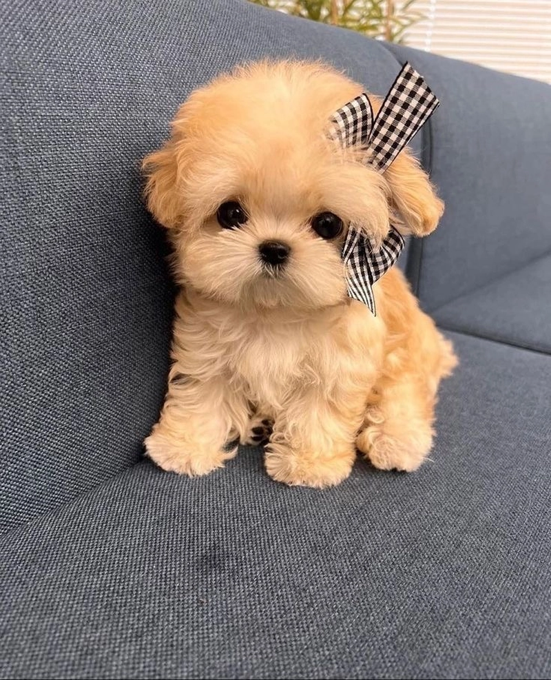 puppy dp price