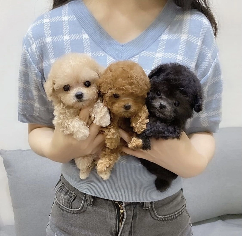 puppy dp vaccine age