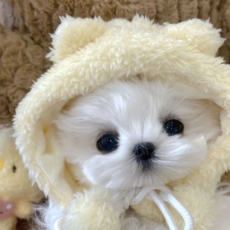 puppy dp vaccine price in india