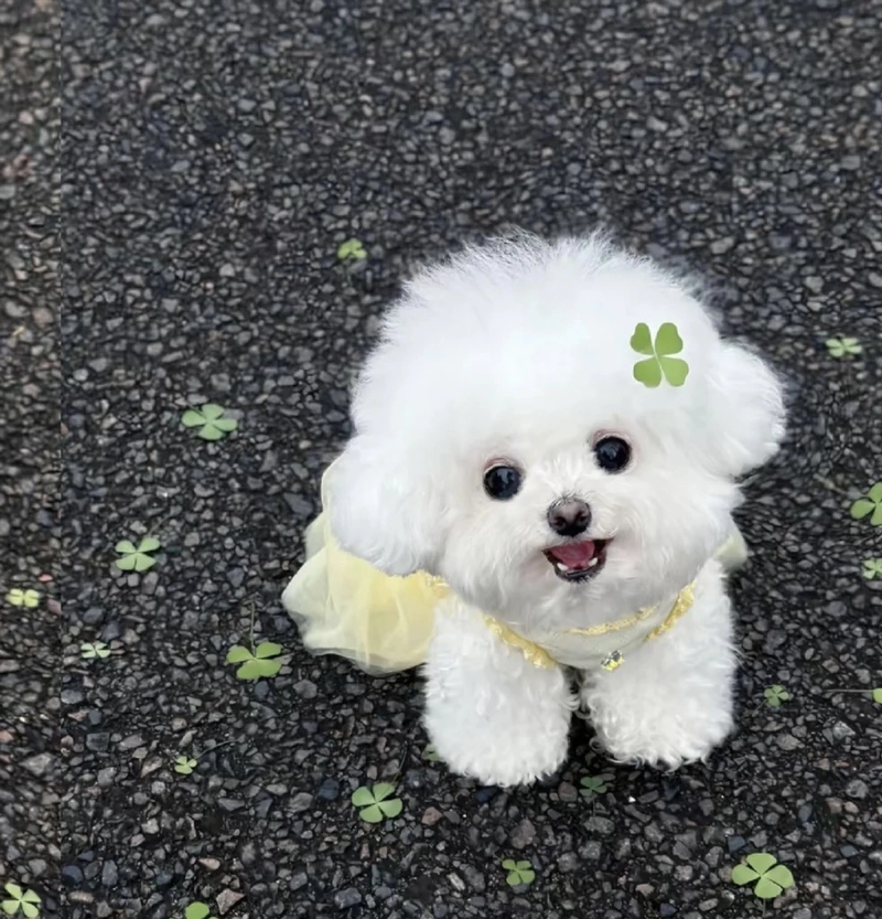 puppy dp vaccine schedule