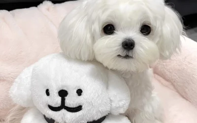 puppy images for dp