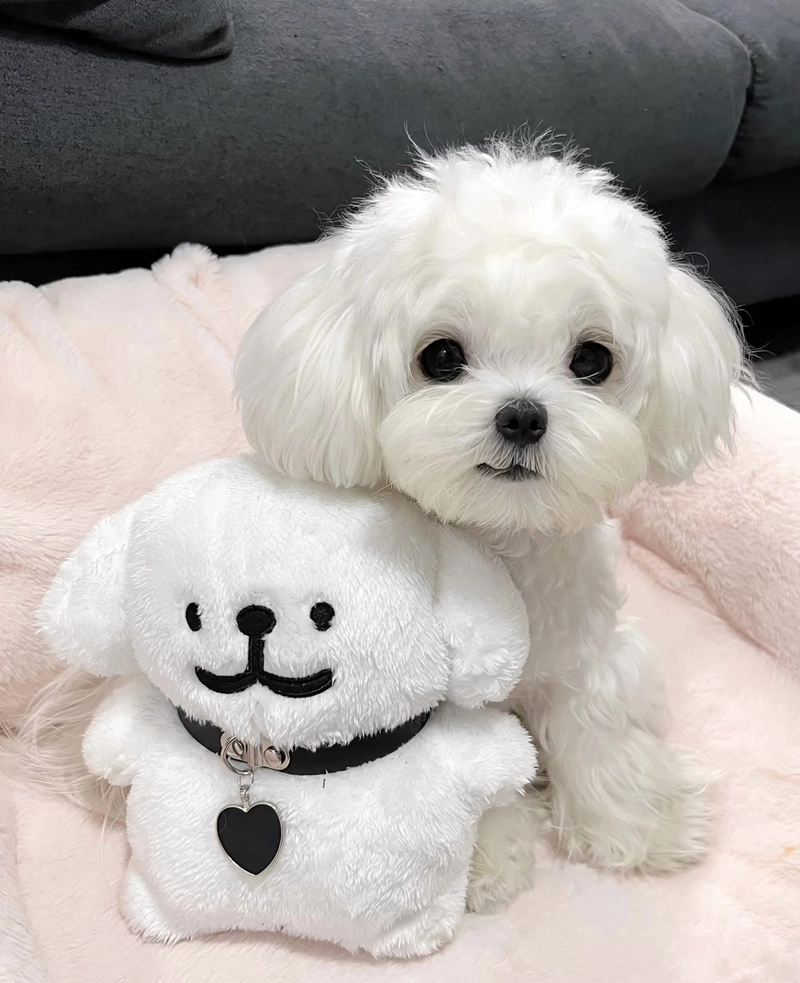 puppy images for dp