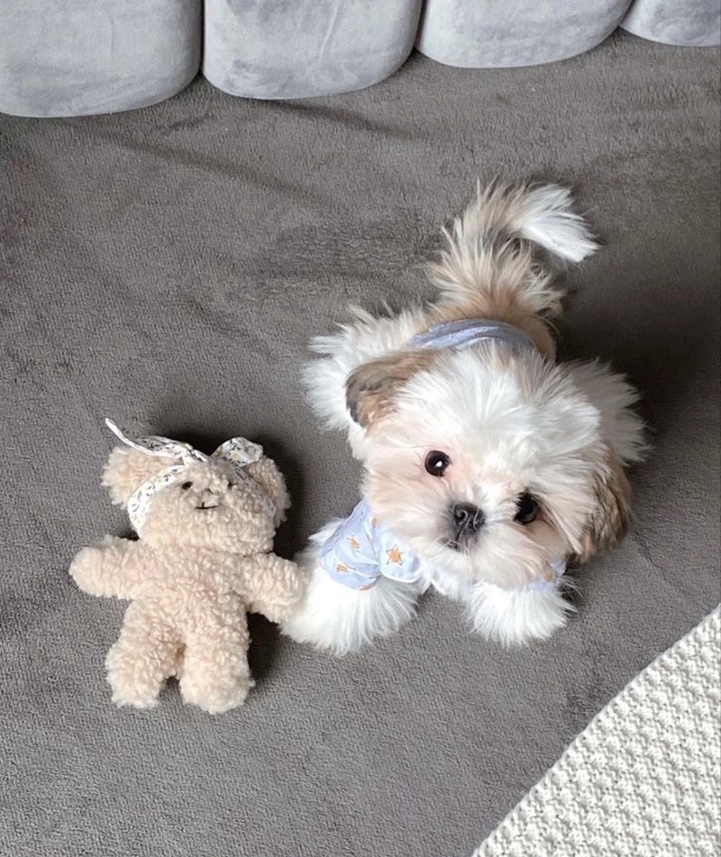 puppy pics for dp