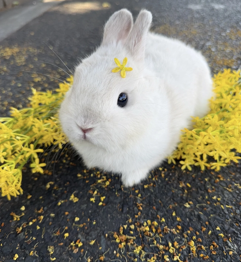 rabbit images for whatsapp dp
