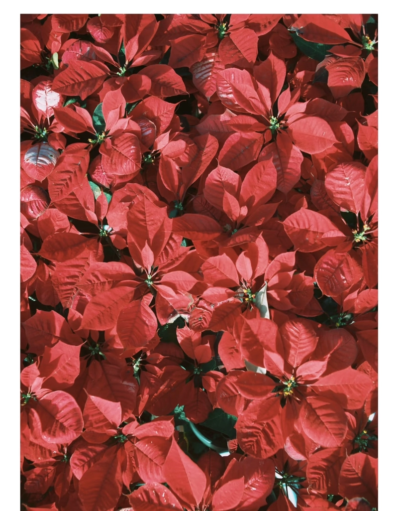 red colour dp for whatsapp