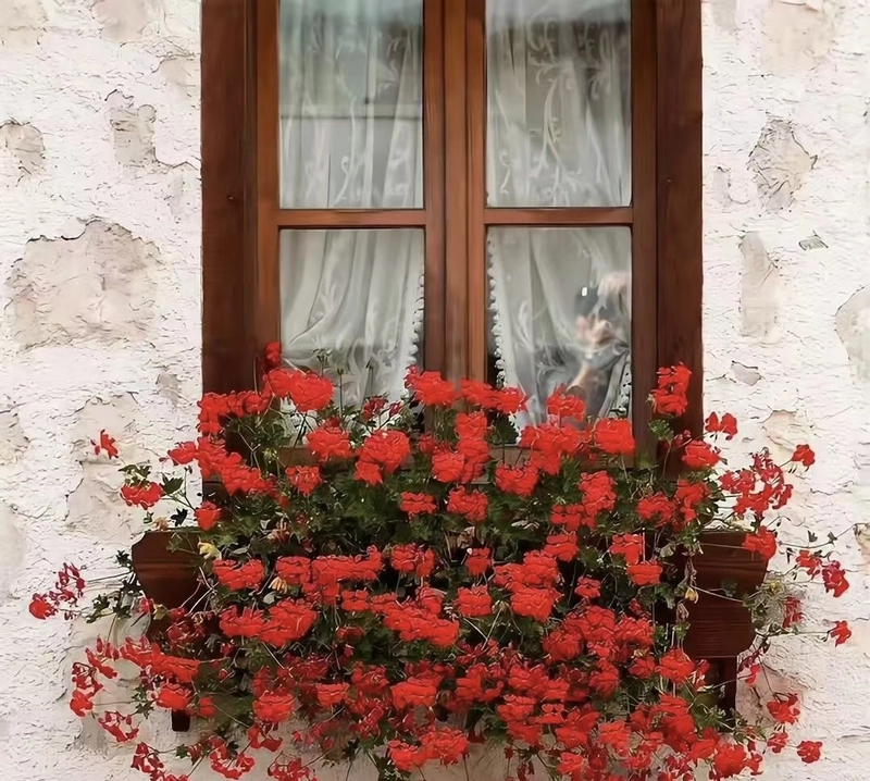 red flowers dp