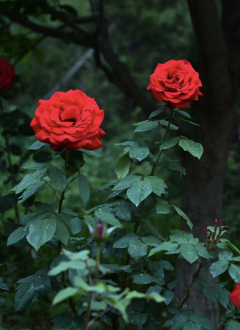 red rose images for dp