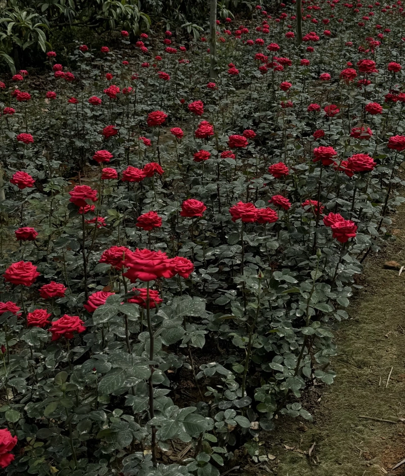 rose flower dp pics