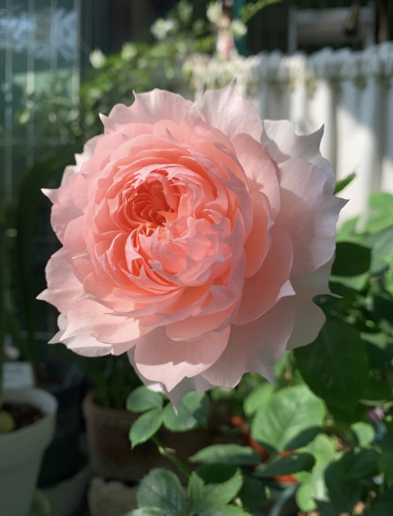 rose flower for dp