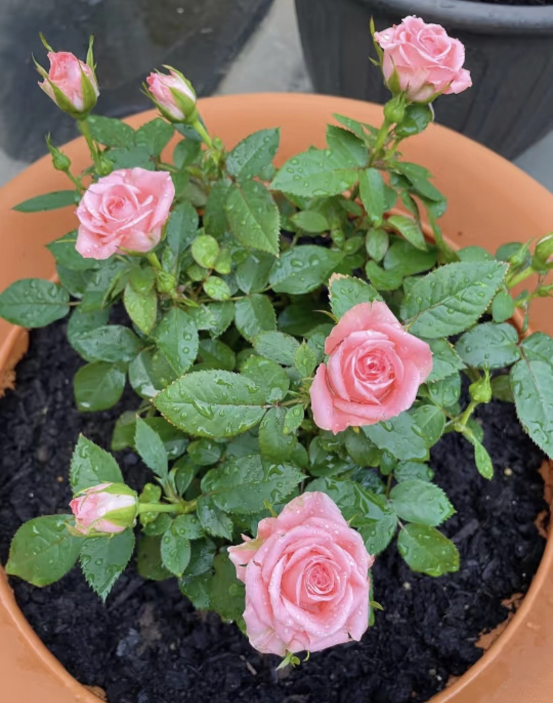 rose flower hd dp