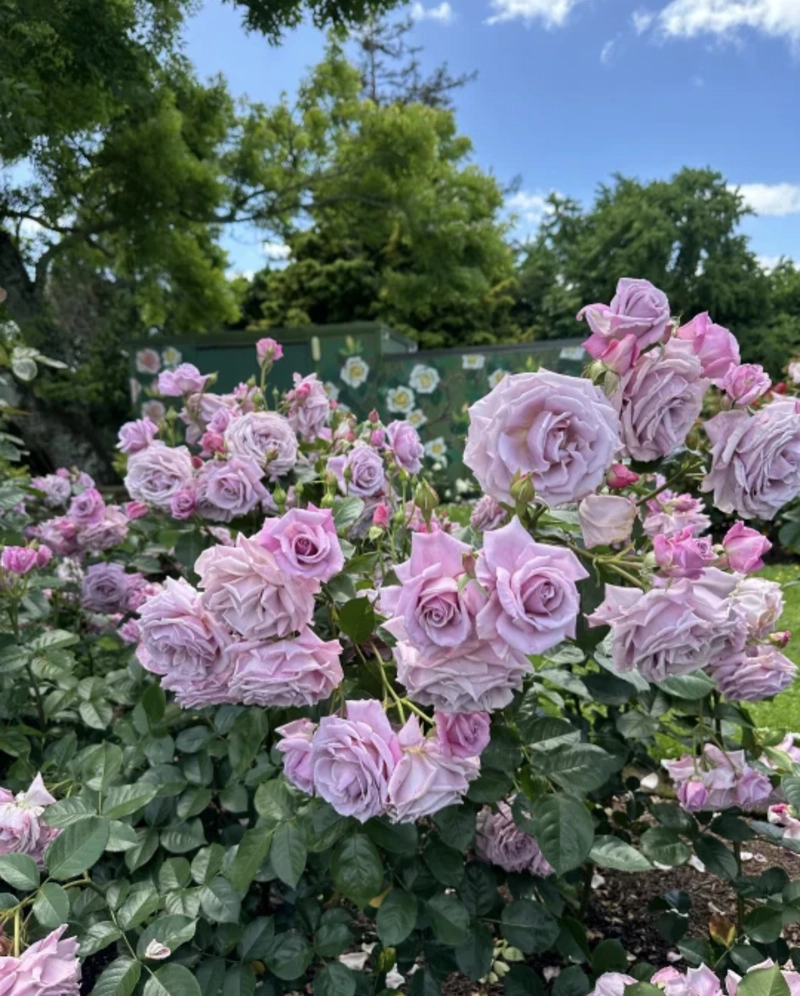 rose flower whatsapp dp download