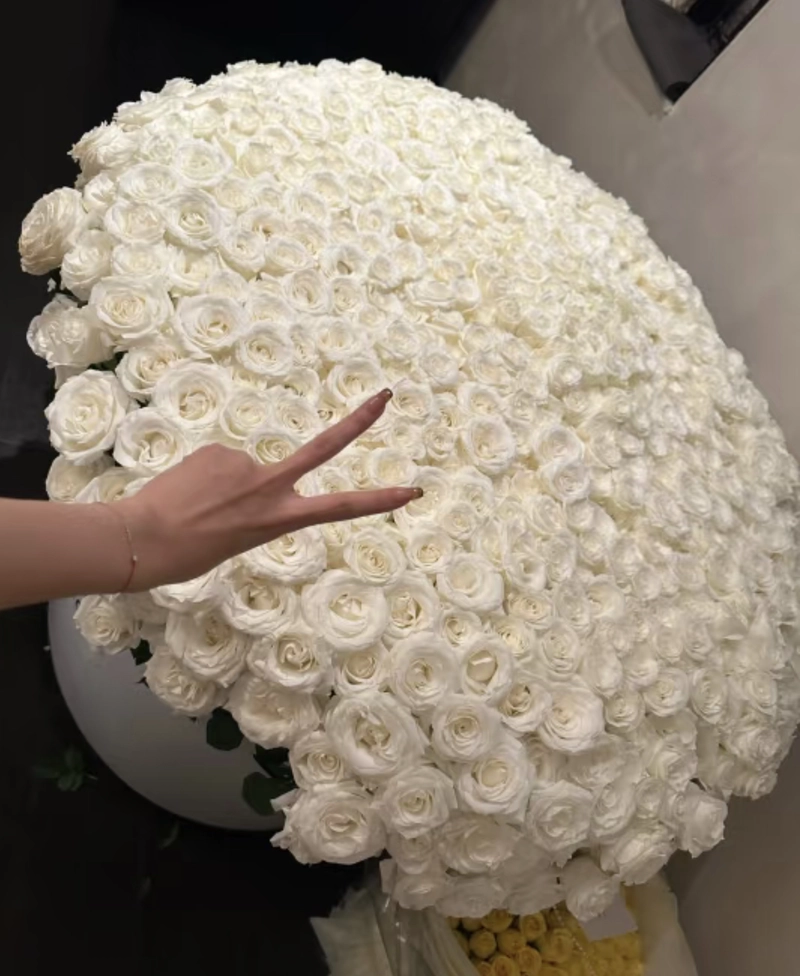 rose flower whatsapp dp
