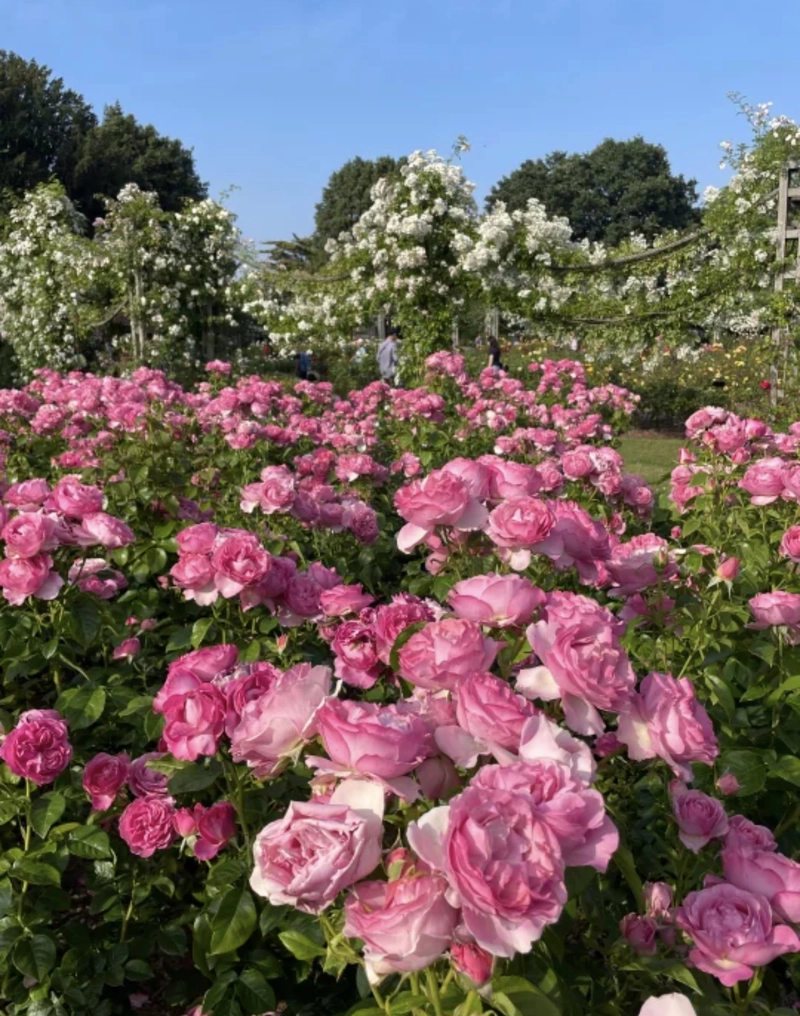 rose flowers field dp whatsapp