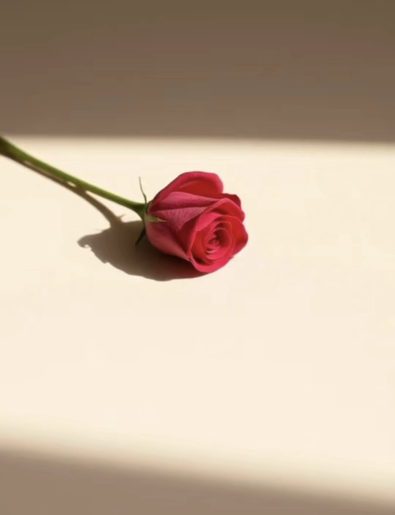 rose flowers for wats up dp