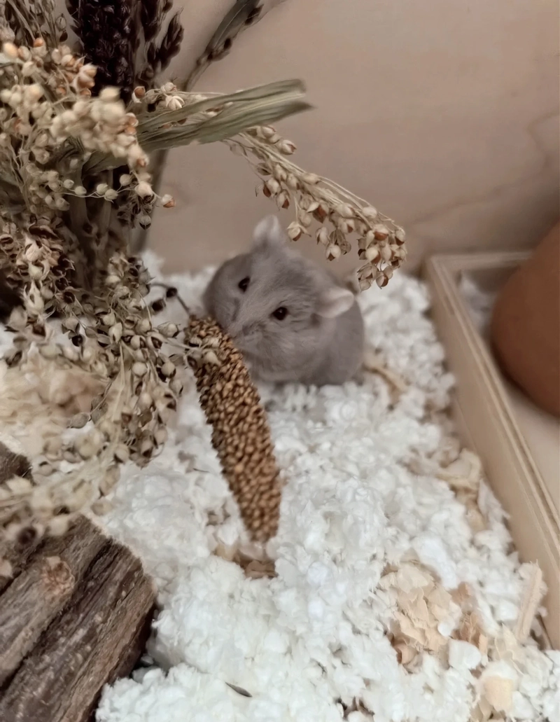 sad hamster pfp