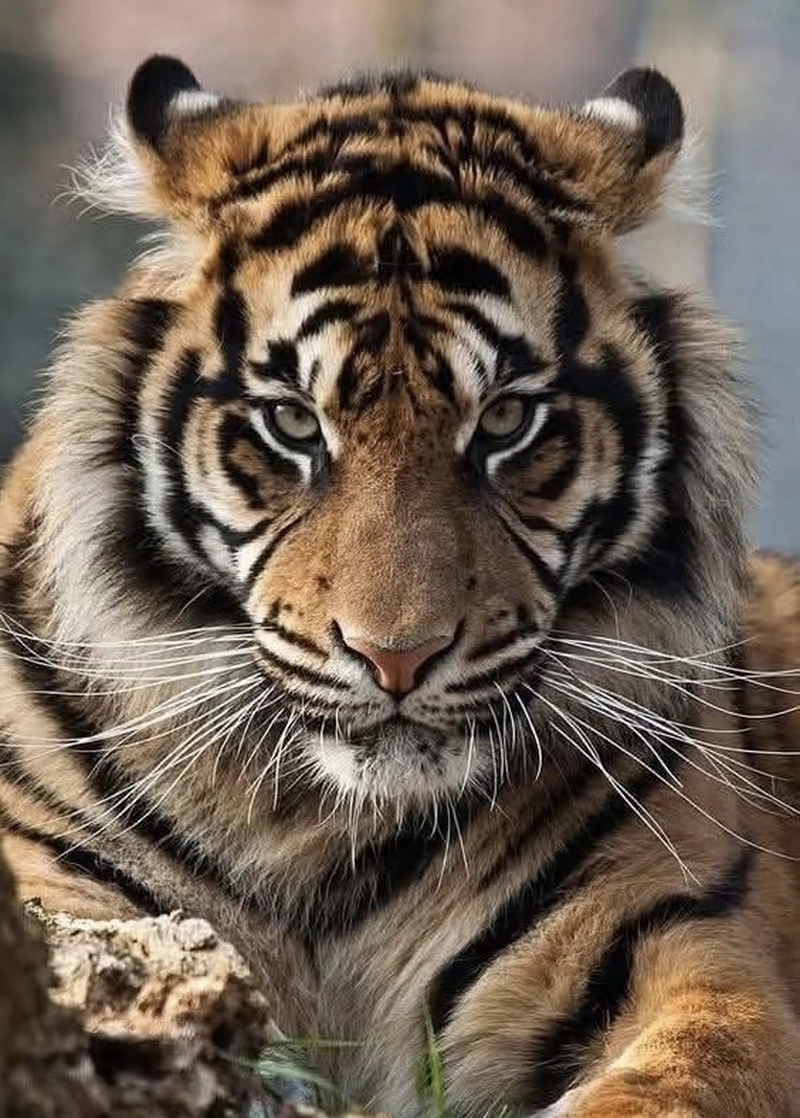 tiger dp photos