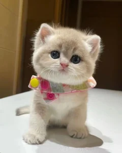 whatsapp cute cat dp