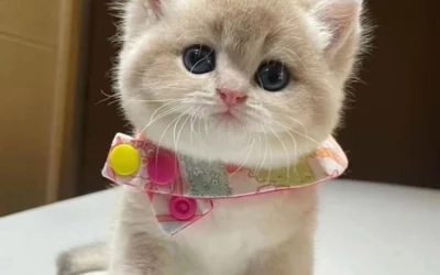 whatsapp cute cat dp