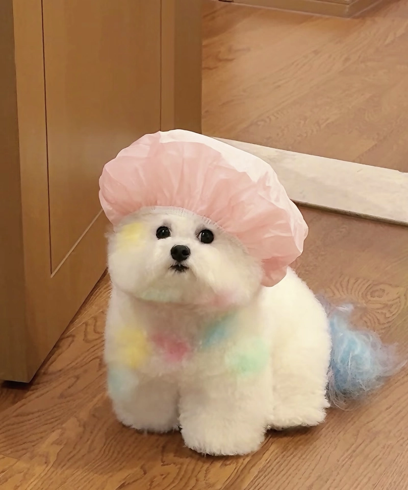 whatsapp cute puppies for dp
