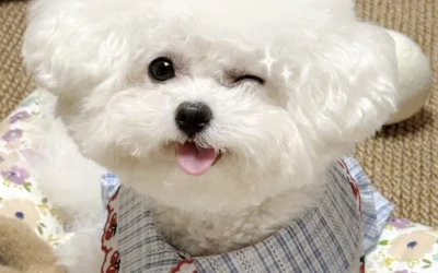 whatsapp dog dp