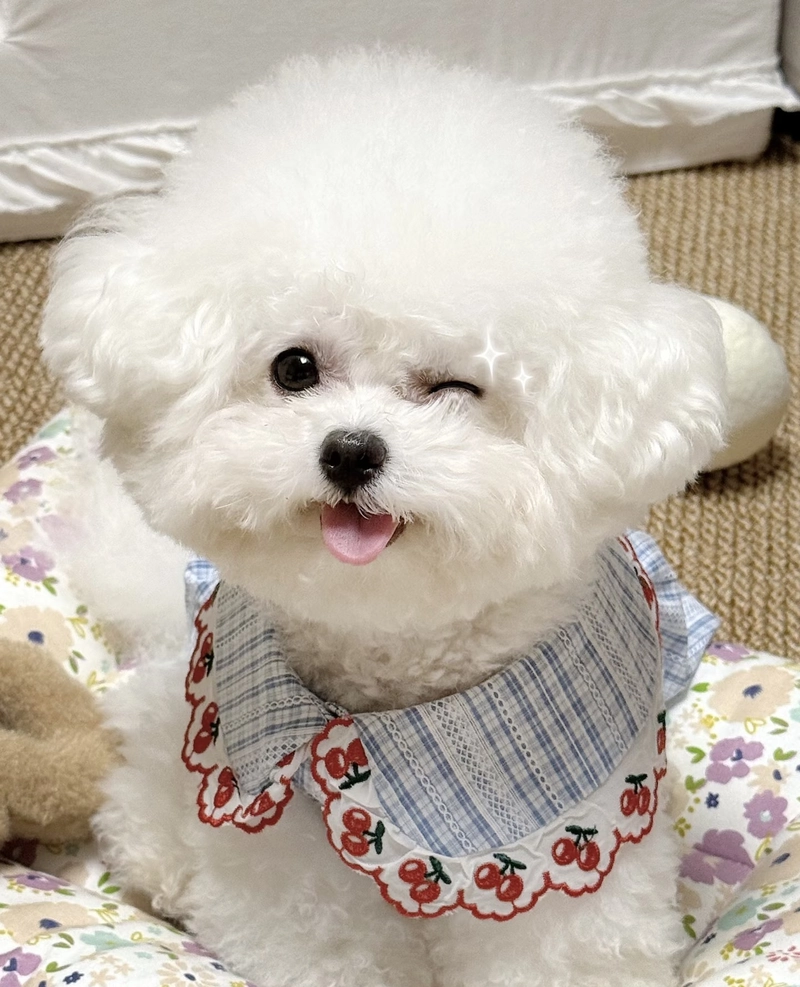 whatsapp dog dp