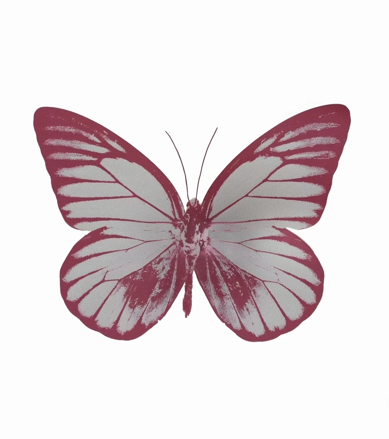 whatsapp dp butterfly