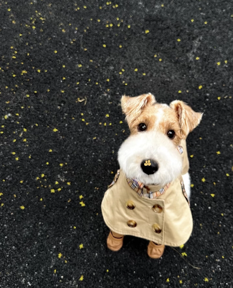 whatsapp dp dog