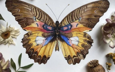 whatsapp dp flowers with butterfly