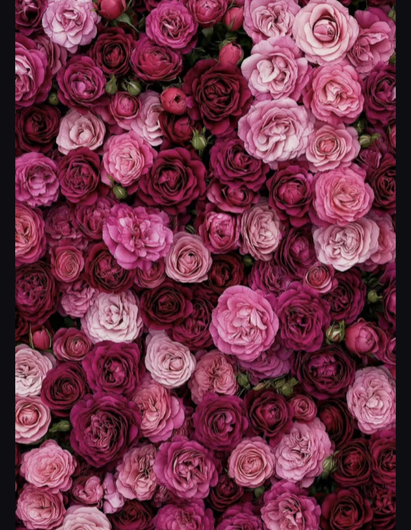 whatsapp dp images rose flowers