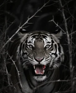 whatsapp tiger dp