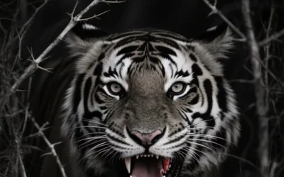 whatsapp tiger dp