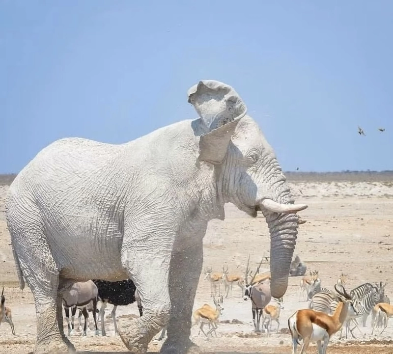white elephant images