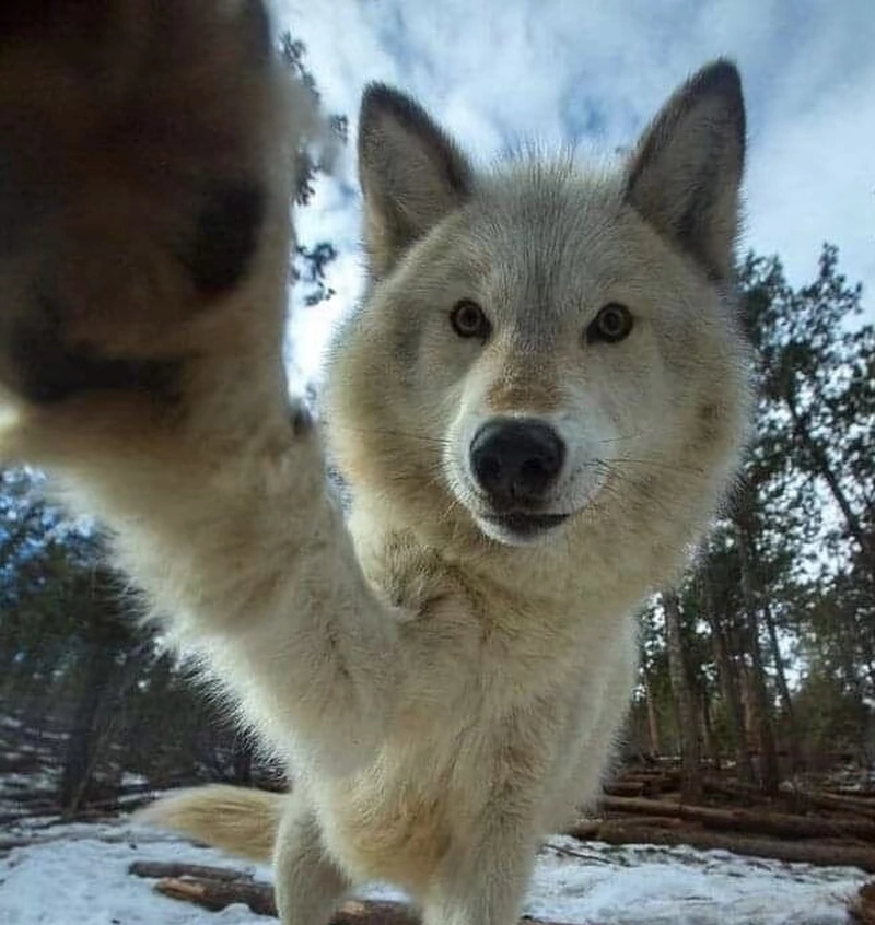 wolf dog images