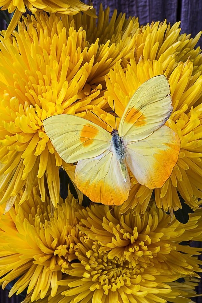 yellow colour dp for whatsapp