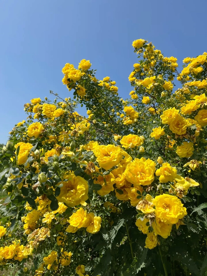 yellow flower dp for whatsapp