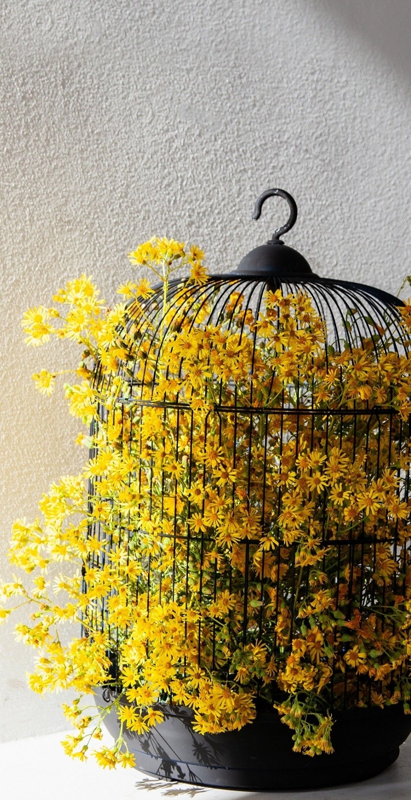 yellow flowers images for dp