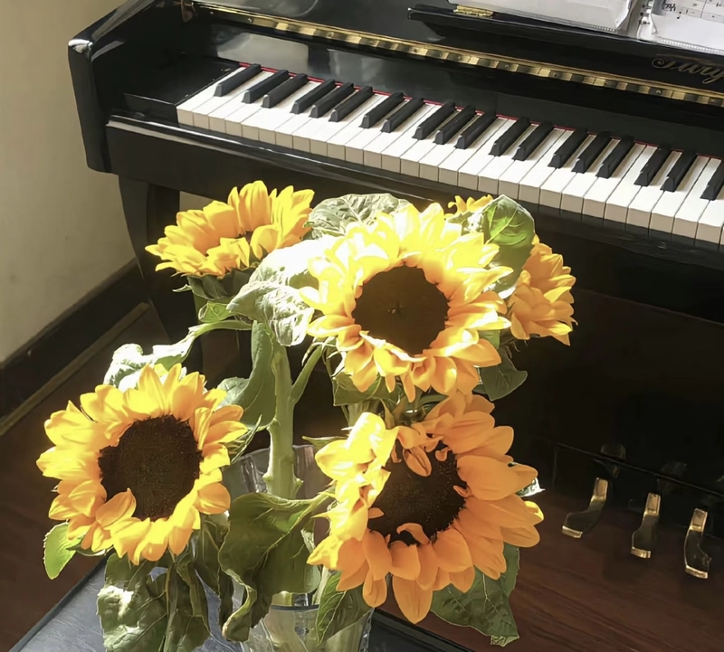 yellow rose images dp