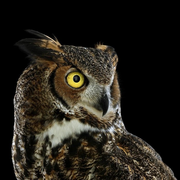 Beautiful DP for WhatsApp cute avatar