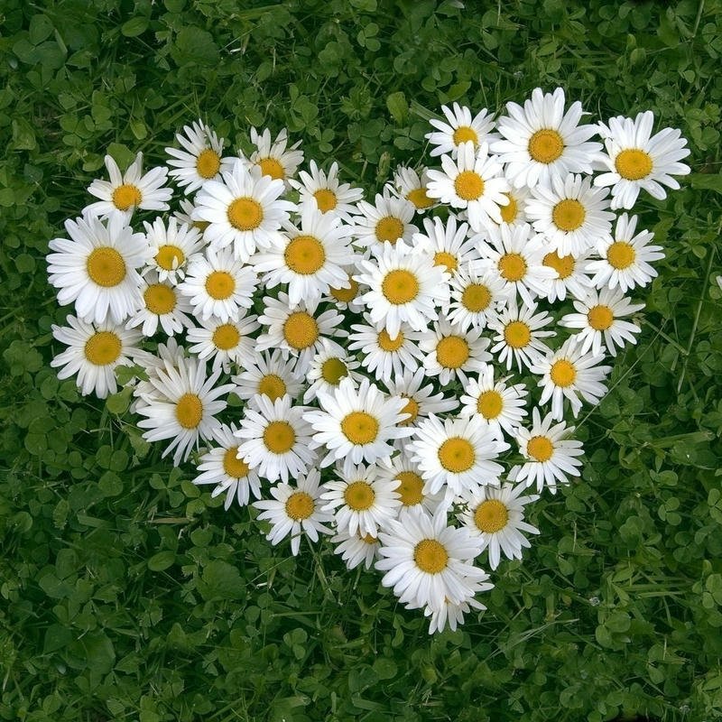 amazing love dp for instagram