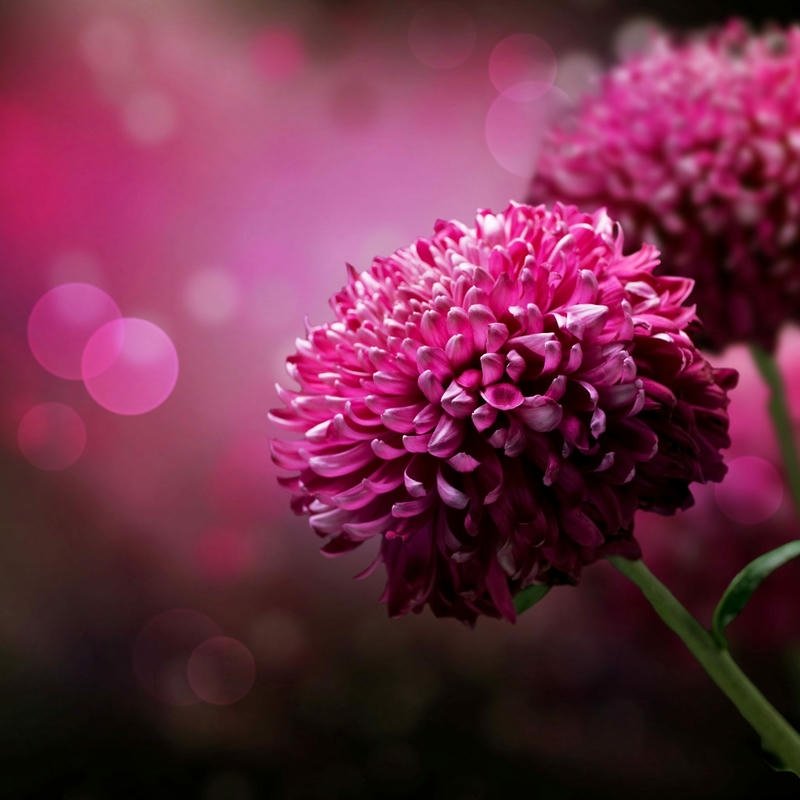 stylish beautiful dp for whatsapp 2025