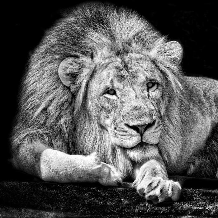 Black dp modern black tone profile picture style