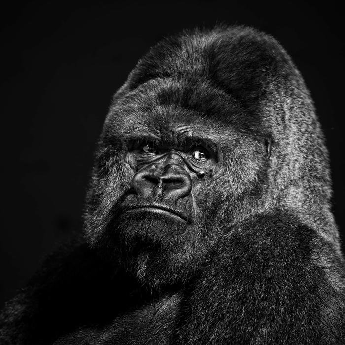 Black profile dp simple modern picture concept