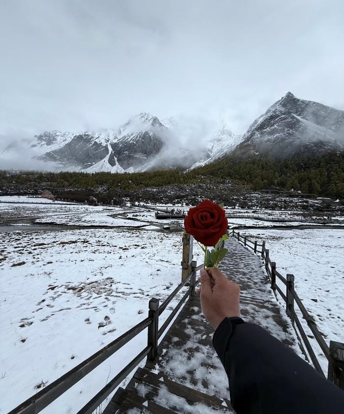 Image love rose hd passion emotional