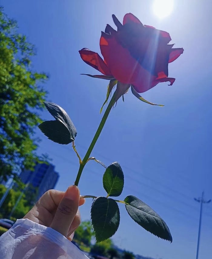 Image love rose hd passion