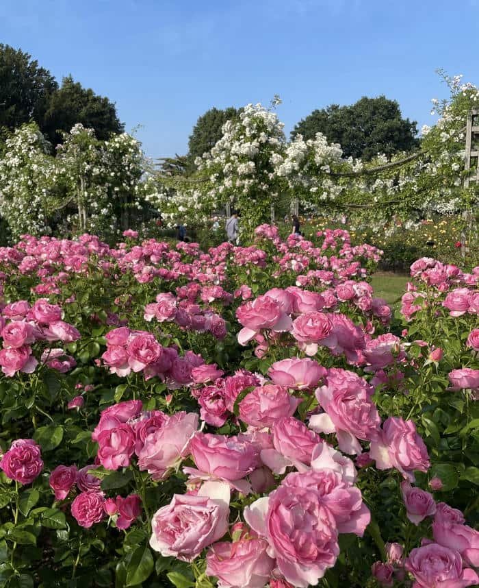 Love rose image hd emotions