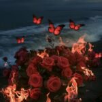 Picture love rose hd beauty