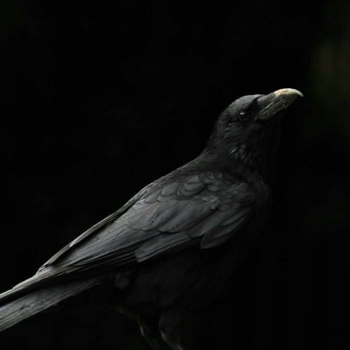 dp black classy minimal profile photo style